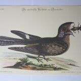 Engraving bird, head-goat of carolina, repro Catesby/Seligmann