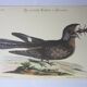 Gravure oiseau, tête-chèvre de la Caroline, repro Catesby/Seligmann