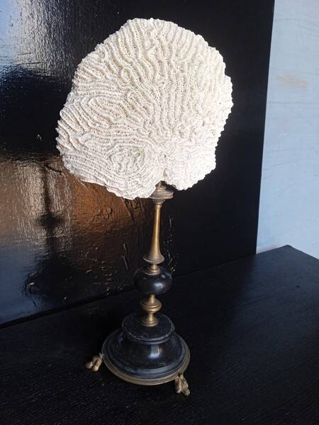 Cabinet of Curiosities 36cm coral brain of Neptune on base