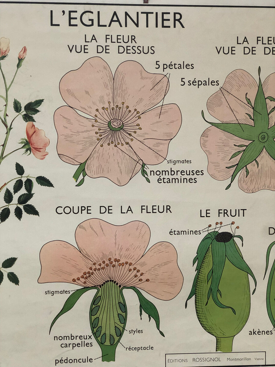 Old double-sided Rossignol school poster