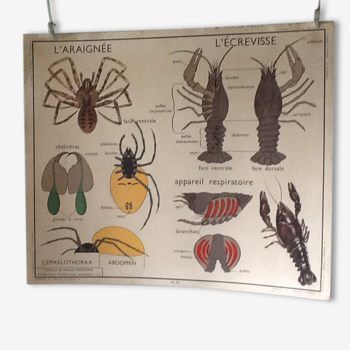 Affiche pédagogique vintage recto l'araignée-l'écrevisse/ verso le hanneton