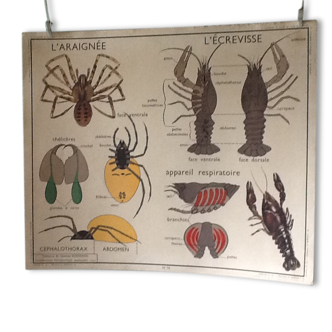 Displays educational vintage spider-the cancer front / back chafer