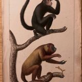 Lithograph late 19th watercolor animals.