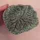 Duo dish dish in Sarreguemines cabbage leaf slip
