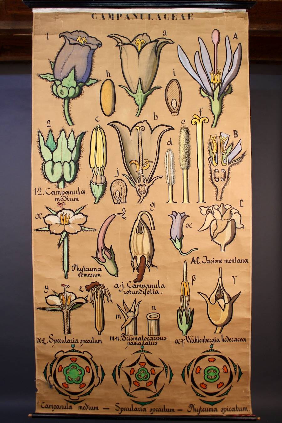 Educational poster, botanical chart of CAMPANULACEAE