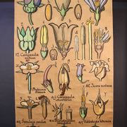 Educational poster, botanical chart of CAMPANULACEAE