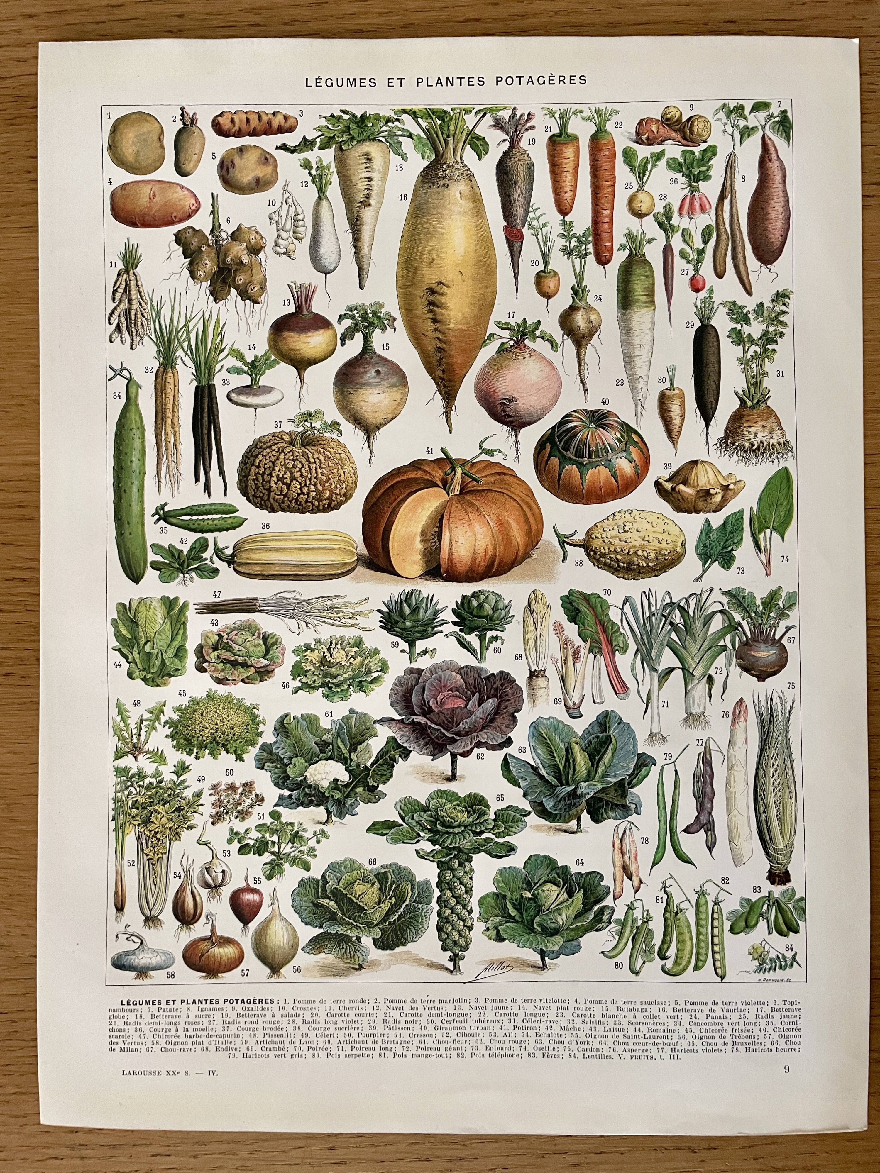 Lithograph on vegetables and vegetable plants - 1930