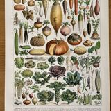 Lithograph on vegetables and vegetable plants - 1930
