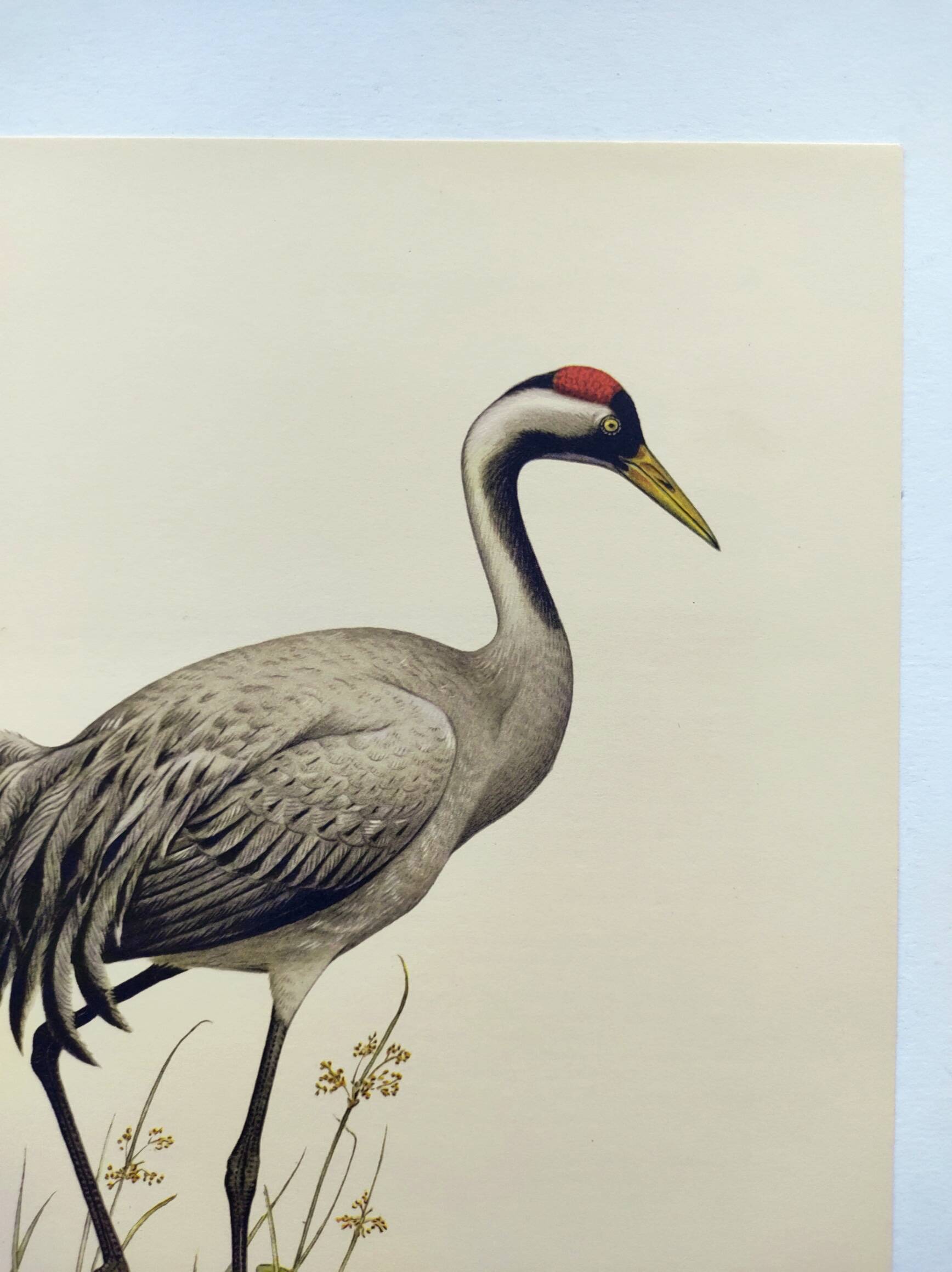 Old bird plate from the 1960s - Common Crane - Vintage illustration