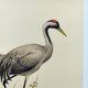 Old bird plate from the 1960s - Common Crane - Vintage illustration