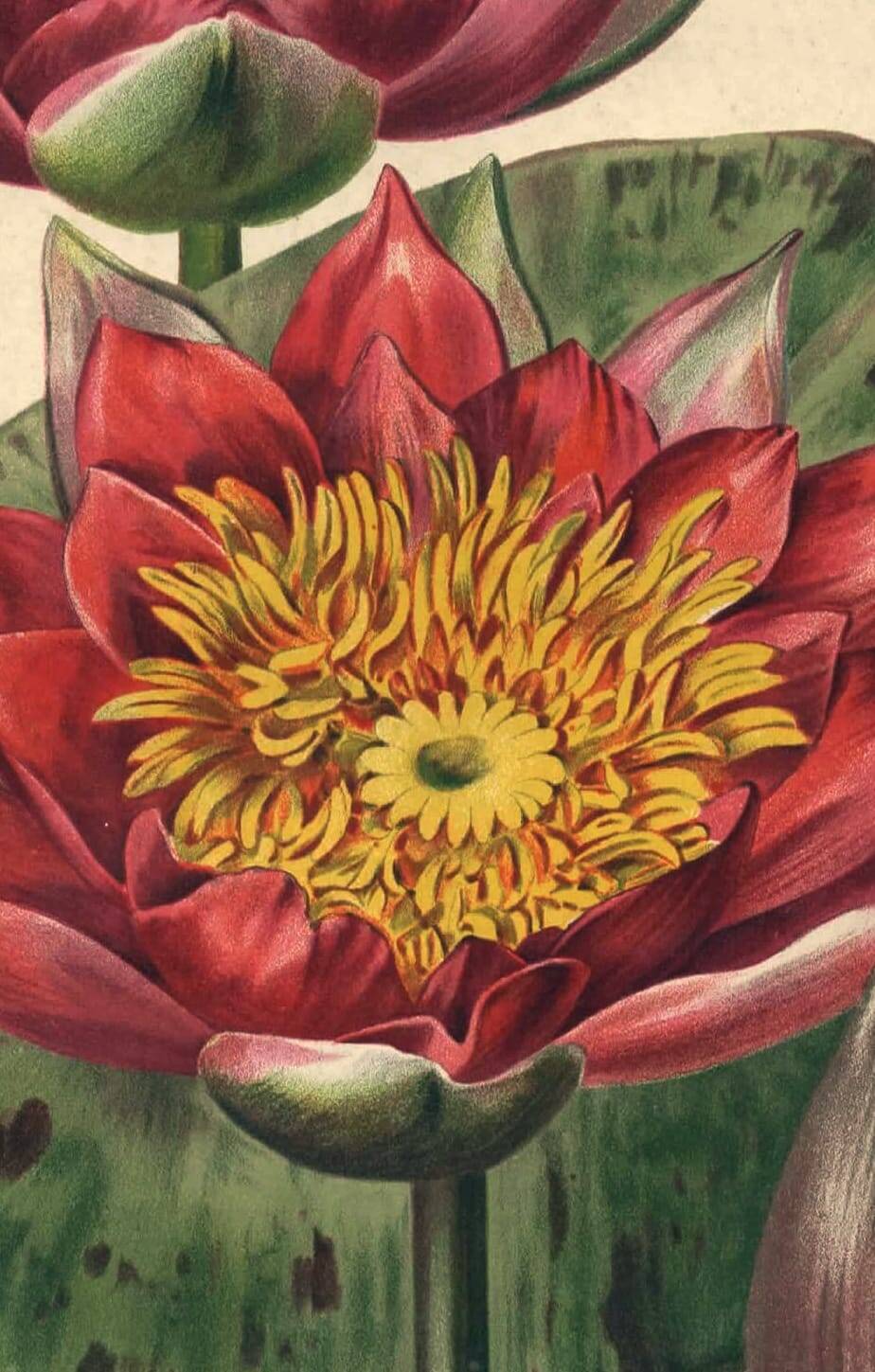 Botanical Engraving 1896 - New Water Lilies by L. Descamps-Sabouret - flower