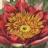 Botanical Engraving 1896 - New Water Lilies by L. Descamps-Sabouret - flower