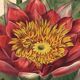 Botanical Engraving 1896 - New Water Lilies by L. Descamps-Sabouret - flower