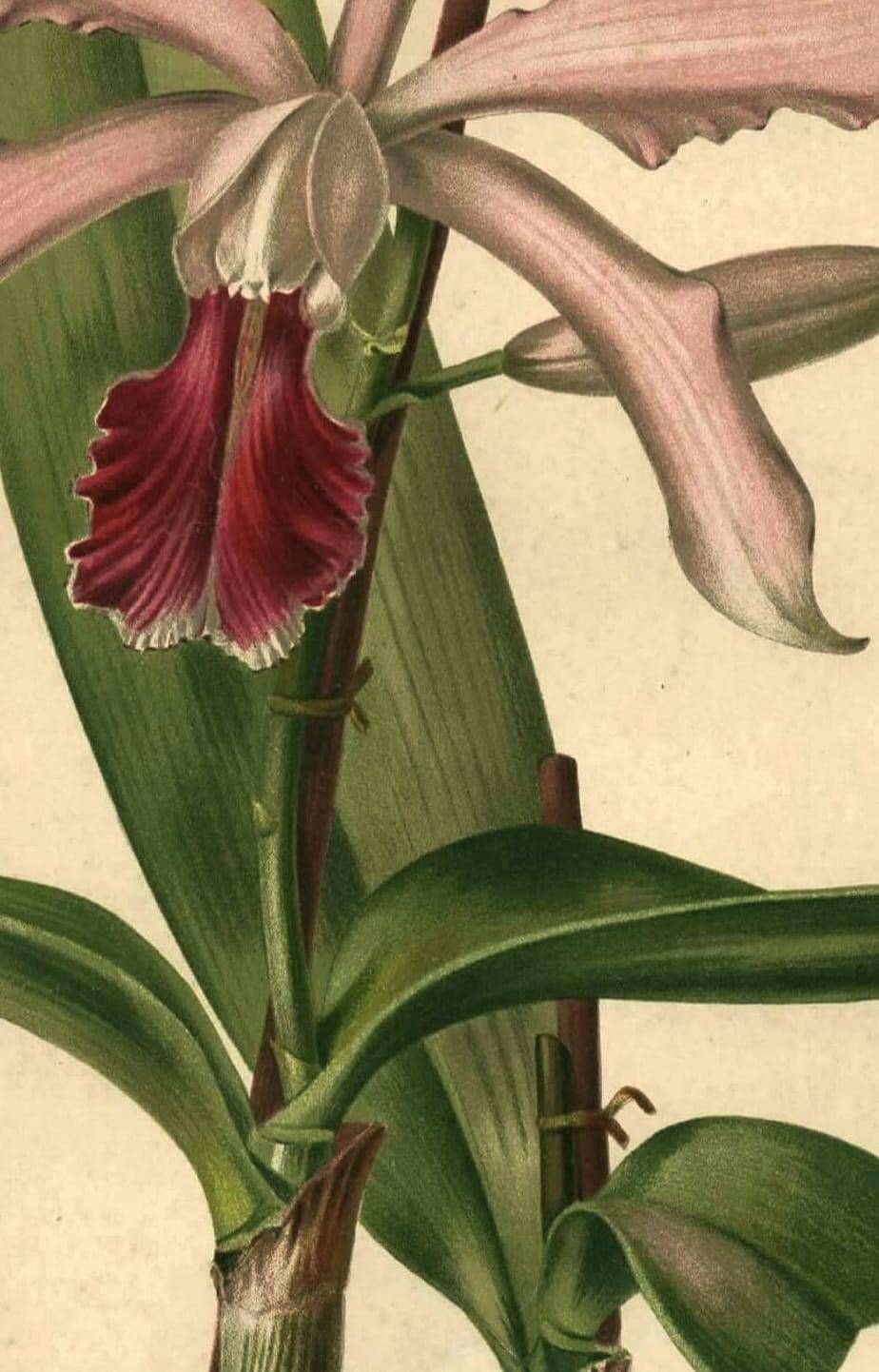 Botanical engraving from 1896 by Descamps-Sabouret • Lælio-Cattleya d'André • Old lithograph