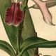 Botanical engraving from 1896 by Descamps-Sabouret • Lælio-Cattleya d'André • Old lithograph