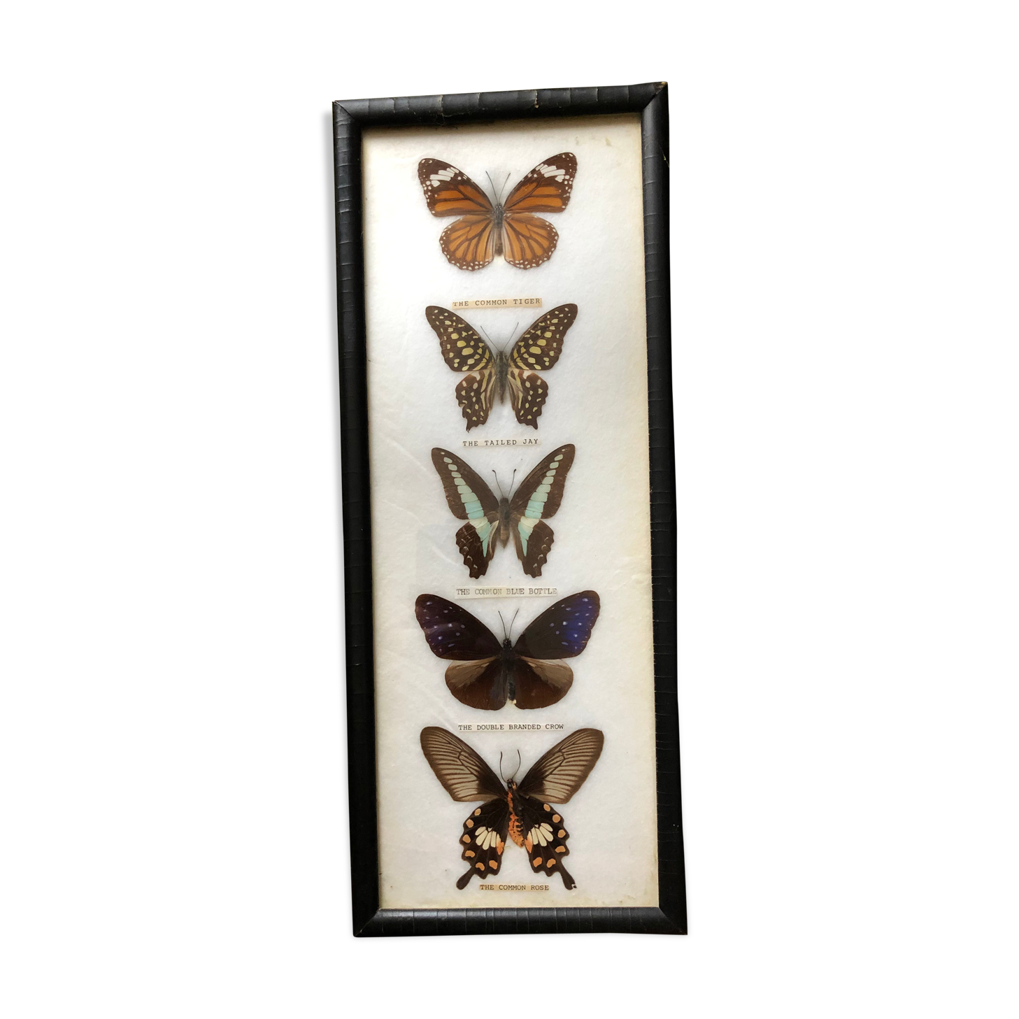 Naturalized butterflies