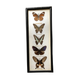 Naturalized butterflies