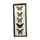 Naturalized butterflies