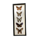 Papillons naturalisés