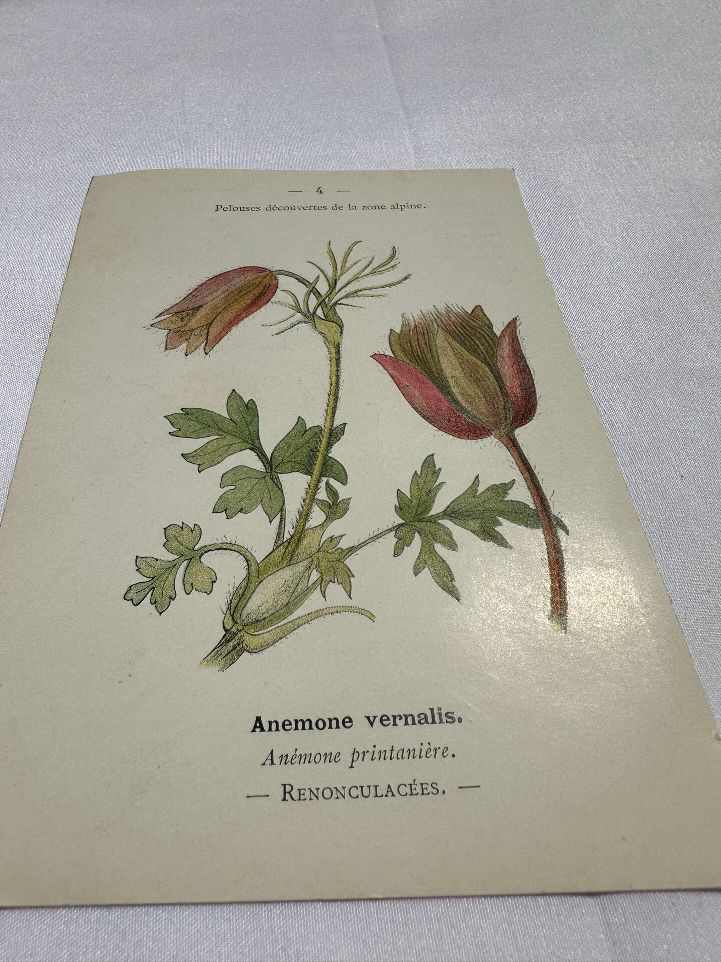 Botanical panache naturalist engraving scientific lithograph plant flower