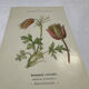 Botanical panache naturalist engraving scientific lithograph plant flower