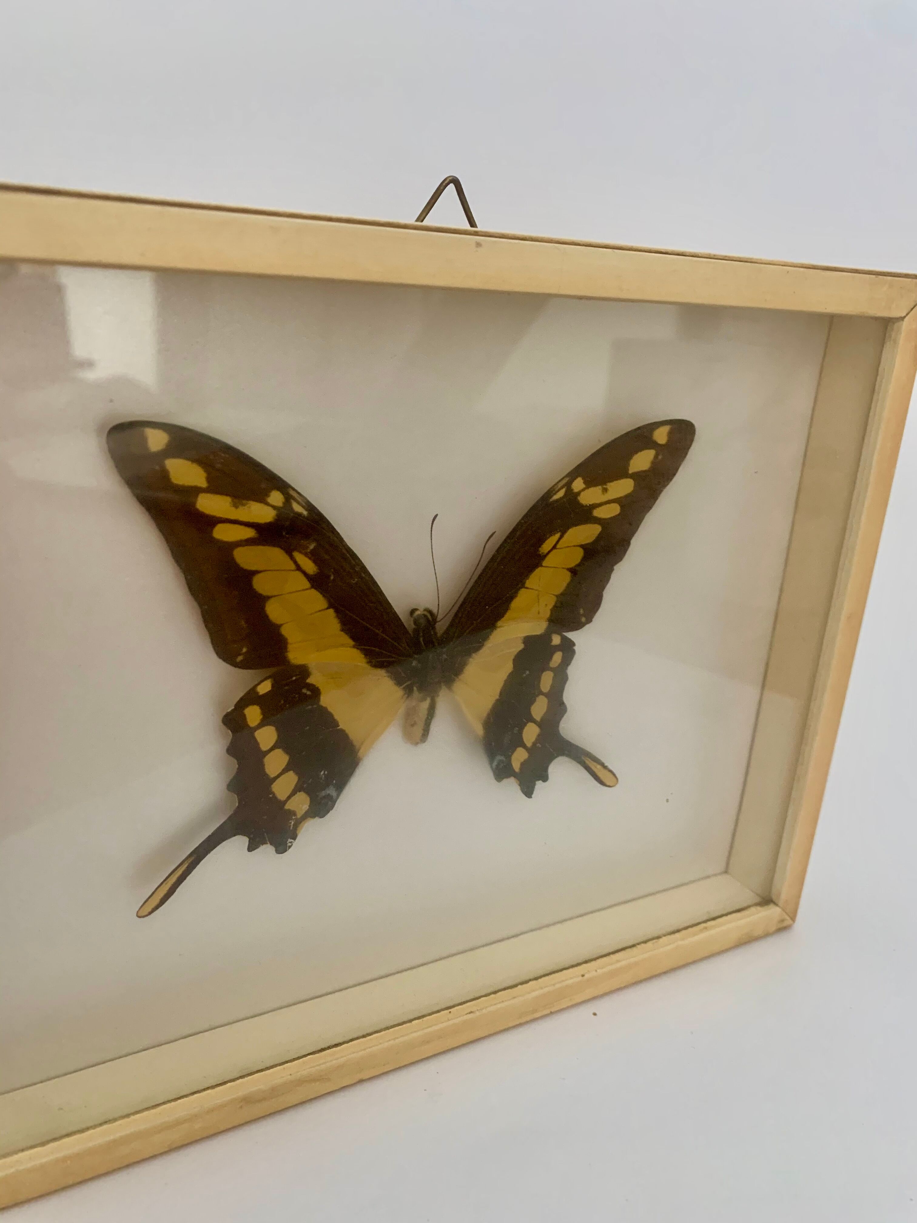 Butterfly wall frame