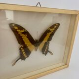Butterfly wall frame