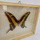 Cadre mural papillon