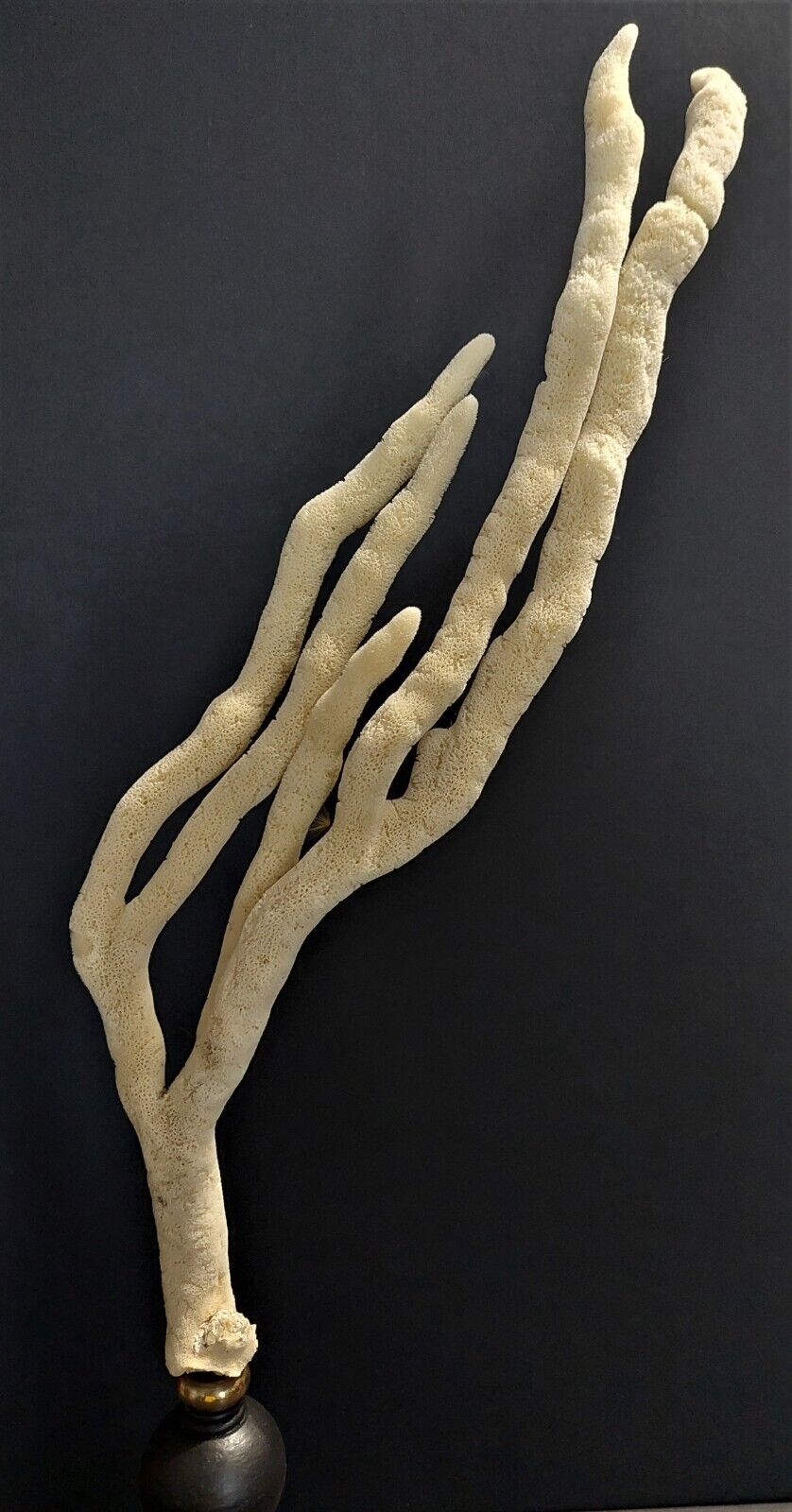 Cabinet of Curiosities sponge spongilla lacustris on pedestal