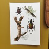 Ancient insect board