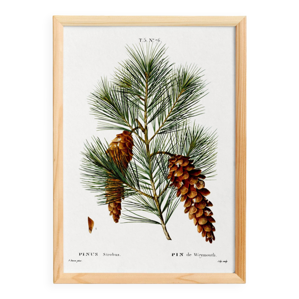Affiche botanique sur le pin, d’après une gravure ancienne de 1802