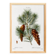 Botanical poster about the pine tree, after an old engraving from 1802