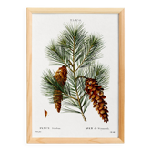 Affiche botanique sur le pin, d’après une gravure ancienne de 1802