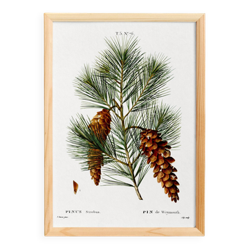 Affiche botanique sur le pin, d’après une gravure ancienne de 1802