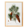 Botanical poster about the pine tree, after an old engraving from 1802