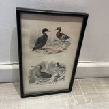 Birds frame