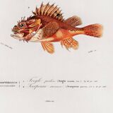 Poster about scorpionfish and gurnards, based on an old engraving from 1849