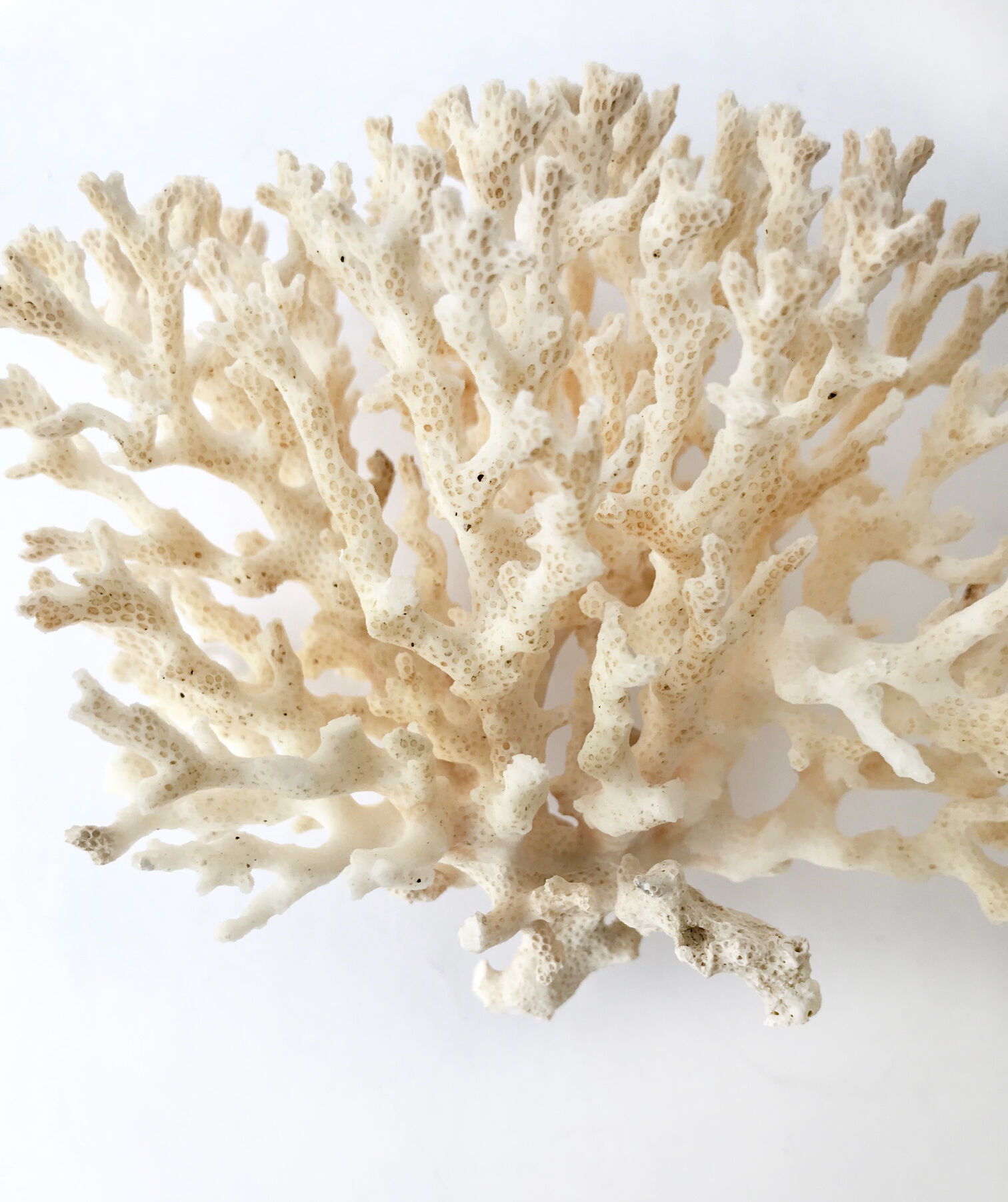 Coral branch bush