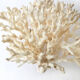 Coral branch bush