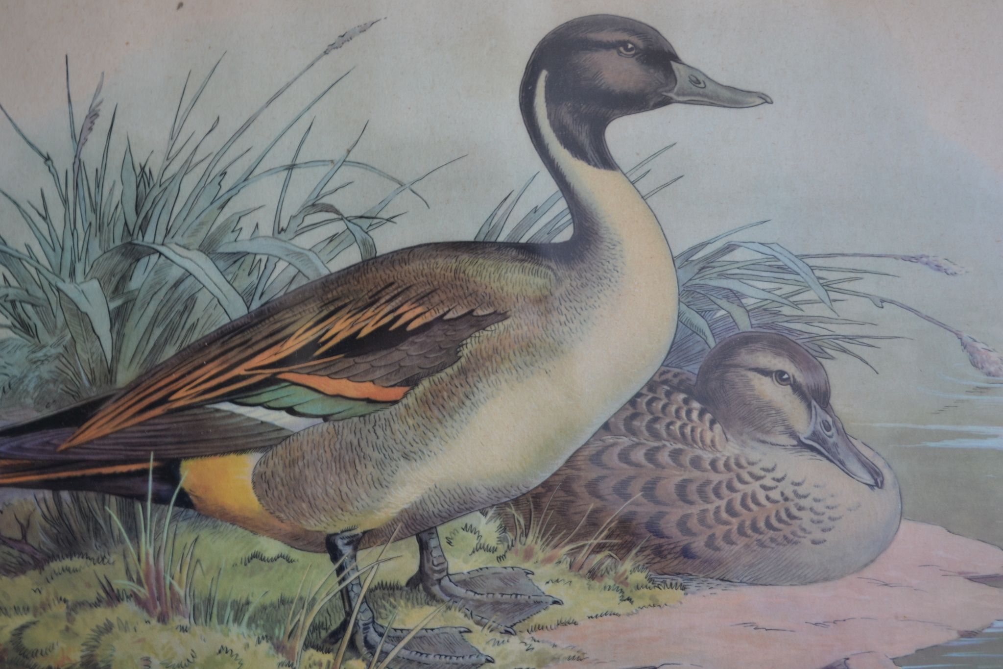 Estampe animalière vintage canards