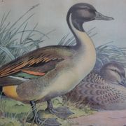 Estampe animalière vintage canards