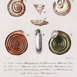 Poster about snails and shellfish, based on an old engraving