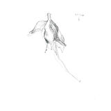 Fuchsia, original drawing