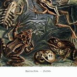 Poster about frogs, based on an old lithograph from 1904.