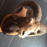 Sheep trophy