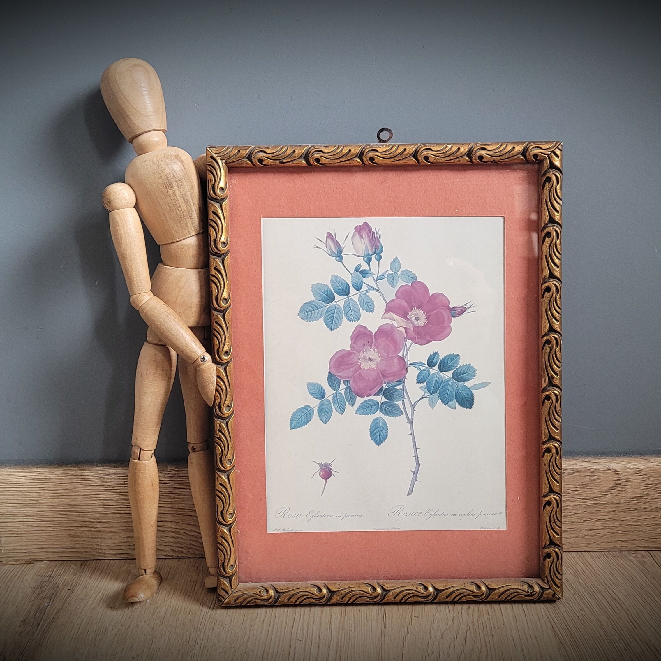 Litho Rose Eglantier