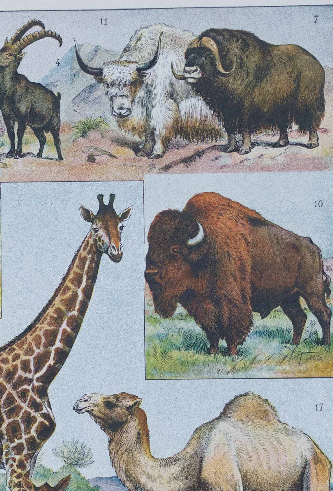 Original plate from 1930: wild and domestic mammals
