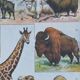 Original plate from 1930: wild and domestic mammals