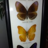 Multiple stuffed butterflies