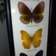 Multiple stuffed butterflies